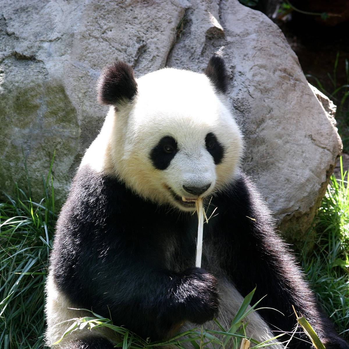 Chengdu